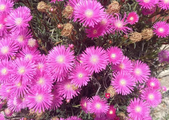 Semesterbostad Antonis Kos