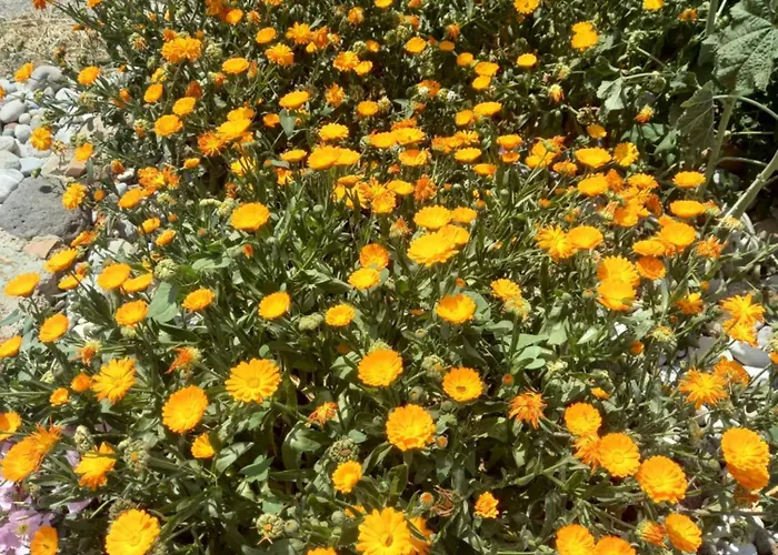 Antonis Case de vacanță